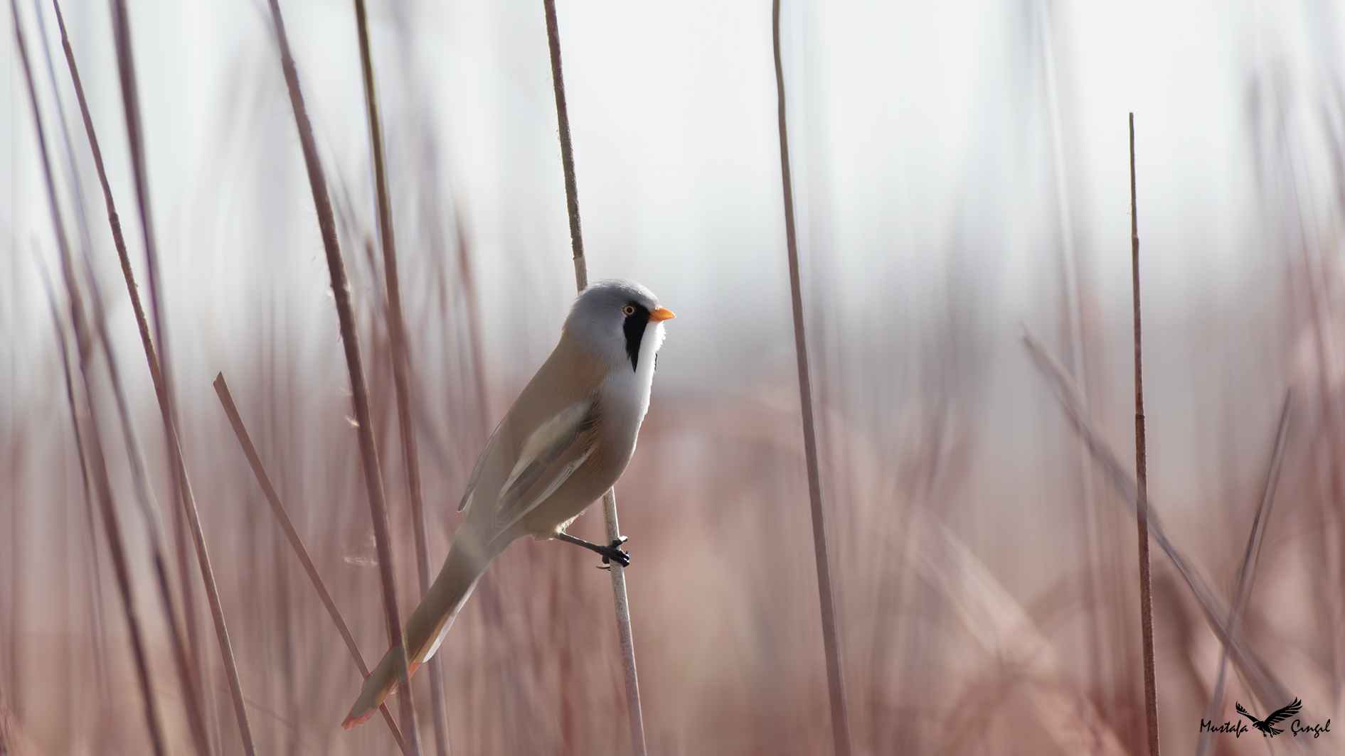 Bearded Reedling
